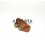 Tapa Filtro Lombardini 5LD 825